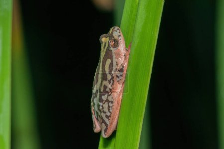 A cute painted reed frog, also called a marbled reed frog (Hyperolius marmoratus)