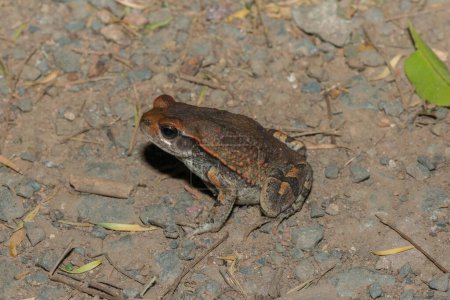 African red toad, or African split-skin toad (Schismaderma carens)