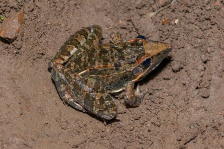 A beautiful adult Sharp-nosed Grass Frog (Ptychadena oxyrhynchus)
