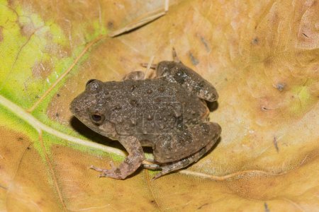 A cute Snoring Puddle Frog (Phrynobatrachus natalensis) near a pond