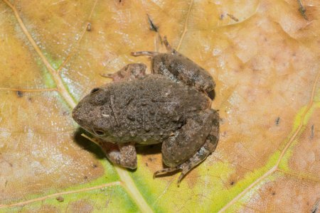 A cute Snoring Puddle Frog (Phrynobatrachus natalensis) near a pond