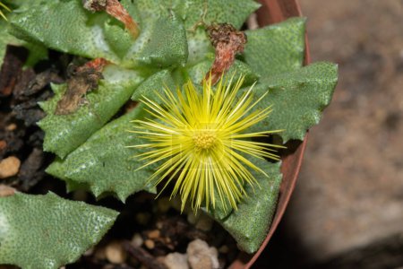 The threatened Stomatium suricatinum, native to the Western Cape in South Africa, displaying its beautiful flower