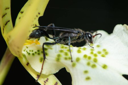 Blue Mud-dauber Wasp (Chalybion) pollinating a brassia flower