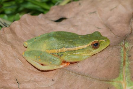 A beautiful adult Yellow-striped Reed Frog (Hyperolius semidiscus)