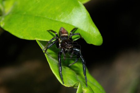 Gros plan d'une jolie araignée sauteuse africaine (Thyenula sp) qui se nourrit pendant une chaude soirée d'été