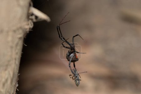 Une araignée venimeuse à bouton brun (Latrodectus geometricus) sur sa toile à l'état sauvage