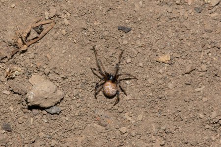 Une araignée venimeuse à bouton brun (Latrodectus geometricus) sur sa toile à l'état sauvage