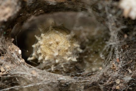Eggs of a venomous Brown Button spider (Latrodectus geometricus)