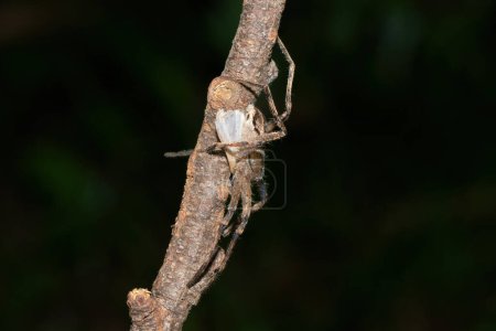 Close-up of a gorgeous forest huntsman spider (Panaretella zuluana) foraging on a warm summer's evening