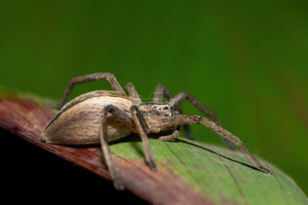 Primer plano de una hermosa Araña Cazadora de Hierba Africana (Pseudomicrommata longipes) sobre una hoja en una cálida noche de verano