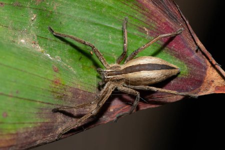 Großaufnahme einer schönen Afrikanischen Grasspinne (Pseudomicrommata longipes) auf einem Blatt an einem warmen Sommerabend