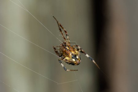 Una hermosa araña de campo peludo (Neoscona sp.) alimentándose de su presa en su red