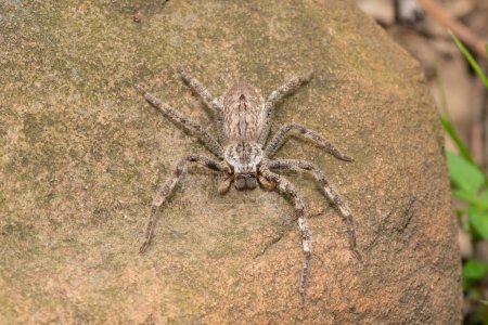 Primer plano de una especie desconocida de araña de lluvia (Palystes sp) encontrada en estado salvaje en KwaZulu-Natal, Sudáfrica