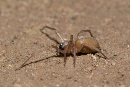 Une araignée sac jaune (Cheiracanthium) médicalement significative qui se nourrit par une chaude nuit d'été