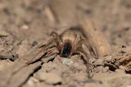 A medically significant yellow sac spider (Cheiracanthium) foraging on a warm summer's night