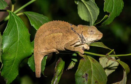 Midlands Dwarf Chameleon Complex (Complejo Bradypodion melanocephalum)