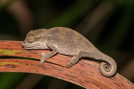 Midlands Dwarf Chameleon Complex (Complexe Bradypodion melanocephalum)