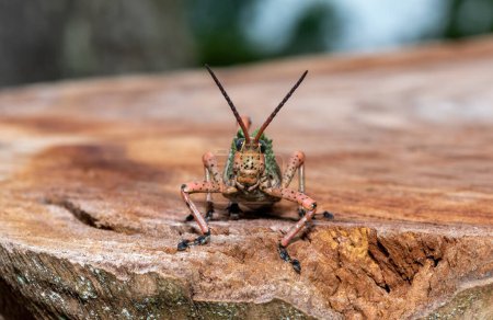 Leprous Milkweed Locust (Phymateus leprosus)