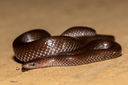 Cape Wolf Snake (Lycophidion capense)
