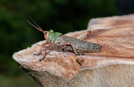 Leprous Milkweed Locust (Phymateus leprosus)