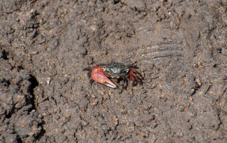 Fiddler Crab (Uca sp) on a mudflat 