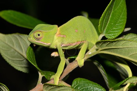 Flap-necked chameleon (Chamaeleo dilepis)