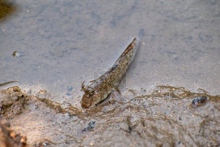 Ein niedlicher gemeiner Mudskipper (Periophthalmus kalolo))