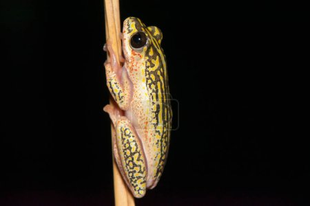 Une jolie grenouille roseau peinte (Hyperolius marmoratus)