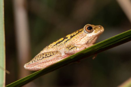A cute painted reed frog (Hyperolius marmoratus)