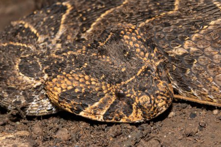 Close-up of a potently cytotoxic Puff Adder (Bitis arietans)