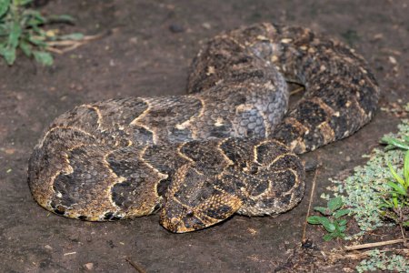 Close-up of a potently cytotoxic Puff Adder (Bitis arietans)