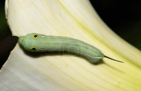 Silverstripe Hawkmoth (Hippotion celerio) caterpillar