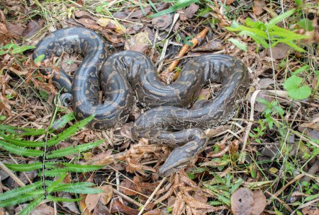 Eine ausgewachsene südafrikanische Python (Python natalensis))