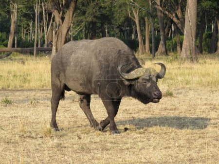 Photo for African Buffalo or Cape Buffalo (Syncerus caffer) - Royalty Free Image