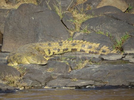 Schönes Nilkrokodil (Crocodylus niloticus) sonnt sich am Flussufer
