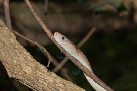 An adult black mamba (Dendroaspis polylepis) climbing a tree in the bush