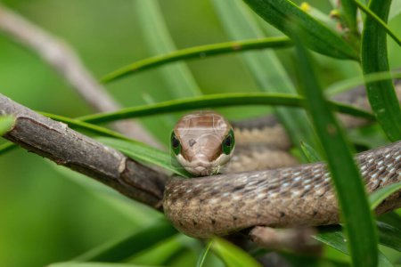 Un magnifique boomslang juvénile (Dispholidus typus), également connu sous le nom de serpent d'arbre ou serpent d'arbre africain, dans les branches d'un arbre indigène à bois jaune