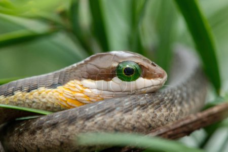 A beautiful juvenile boomslang (Dispholidus typus), also known as a tree snake or African tree snake, in the branches of an indigenous yellowwood tree