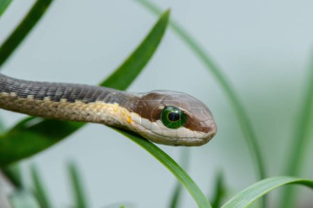 A beautiful juvenile boomslang (Dispholidus typus), also known as a tree snake or African tree snake, in the branches of an indigenous yellowwood tree