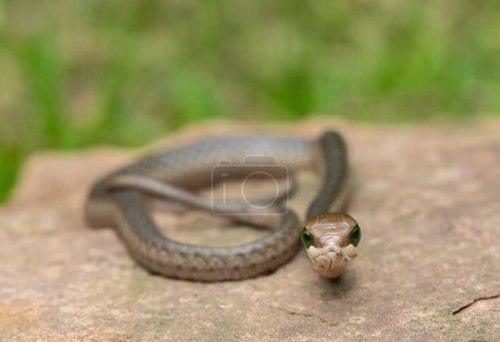 Gros plan d'un boomslang (Dispholidus typus) très venimeux, également connu sous le nom de serpent d'arbre ou serpent d'arbre africain, assis sur une roche chaude