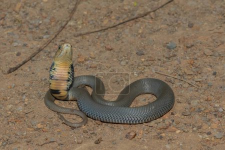 A juvenile Mozambique Spitting Cobra (Naja mossambica) displaying defensiveness 