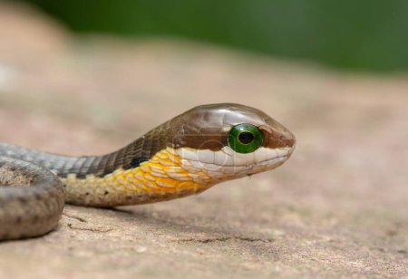 Close-up of a highly venomous boomslang (Dispholidus typus), also known as a tree snake or African tree snake, sitting on a warm rock
