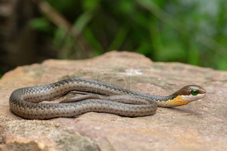 Primer plano de un boomslang altamente venenoso (Dispholidus typus), también conocido como serpiente arbórea o serpiente arbórea africana, sentado en una roca caliente