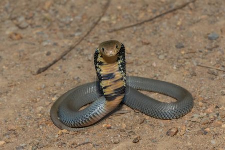 A juvenile Mozambique Spitting Cobra (Naja mossambica) displaying defensiveness 