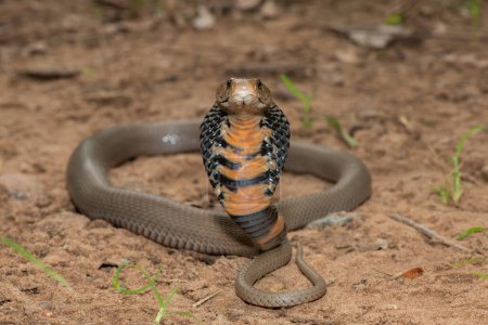 Photo for Closeup of a wild Mozambique Spitting Cobra (Naja mossambica) displaying its signature hood - Royalty Free Image