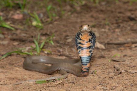 Gros plan d'un Cobra cracheur sauvage du Mozambique (Naja mossambica) affichant sa capuche signature