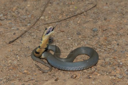 Photo for A juvenile Mozambique Spitting Cobra (Naja mossambica) displaying defensiveness - Royalty Free Image