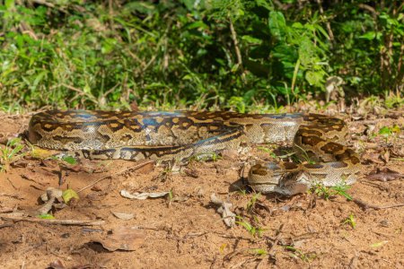 A beautiful southern African python (Python natalensis) in the wild