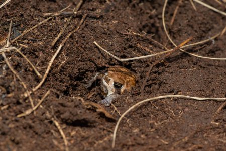 Ein Bushveld-Regenfrosch, auch bekannt als gemeiner Regenfrosch (Breviceps adspersus), der mit seinen Hinterbeinen ein Loch in den Boden gräbt