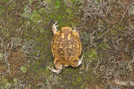 Arriba de una rana de lluvia Bushveld, también conocida como la rana común (Breviceps adspersus)